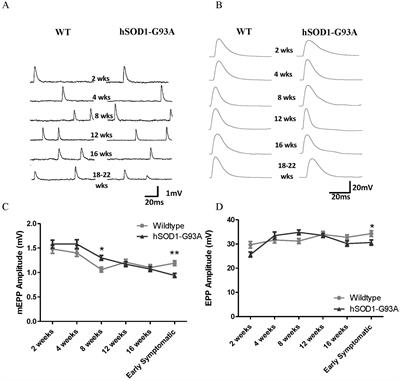 Development of abnormalities at the neuromuscular junction in the SOD1-G93A mouse model of ALS: dysfunction then disruption of postsynaptic structure precede overt motor symptoms